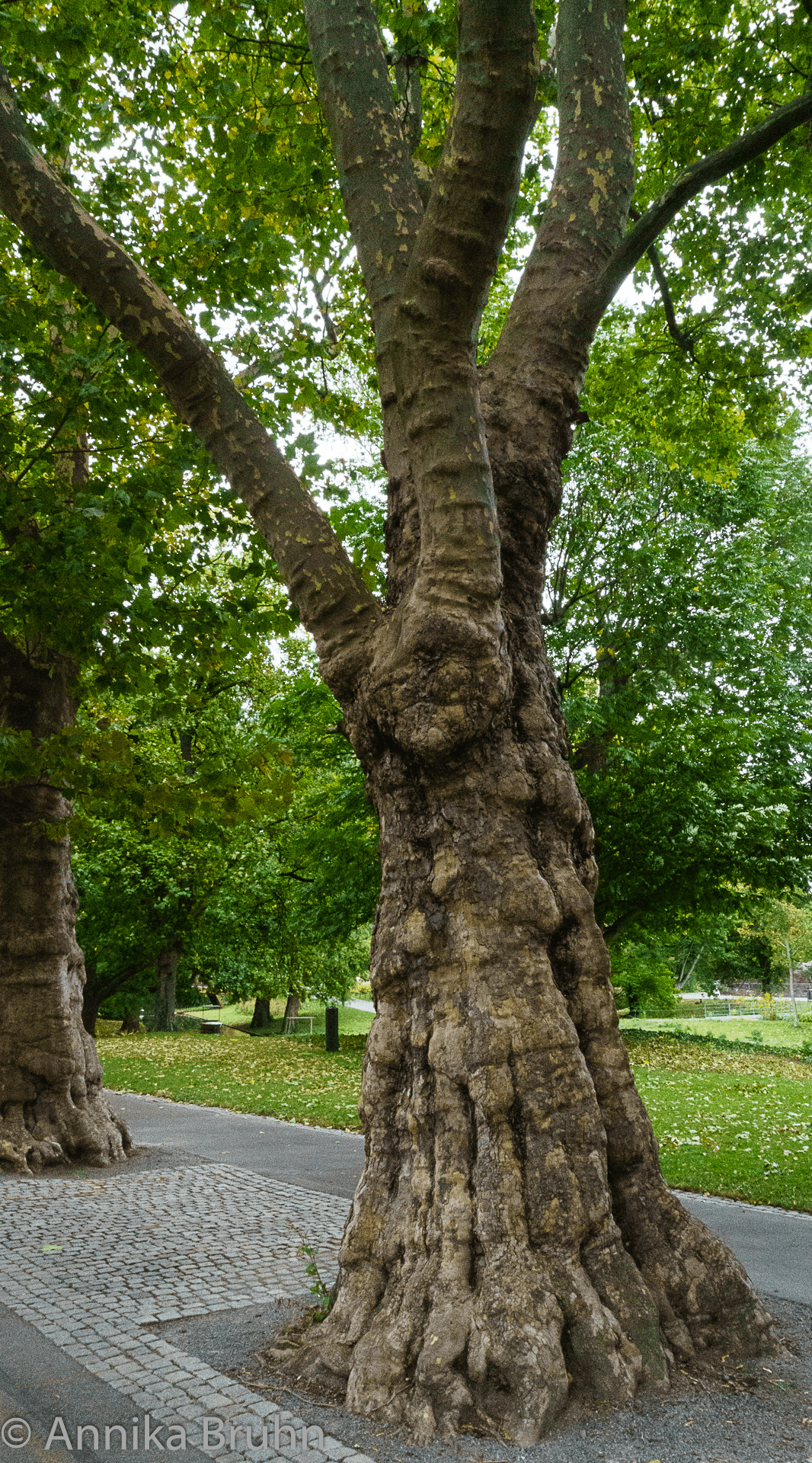 Baum mit Gesicht